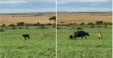 Защищал свое потомство: буйвол вступил в бой против целого прайда львов и победил (видео)