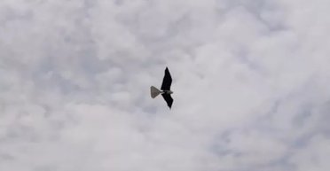 В Китае создали секретный дрон-разведчик: противник не сможет отличить его от птицы