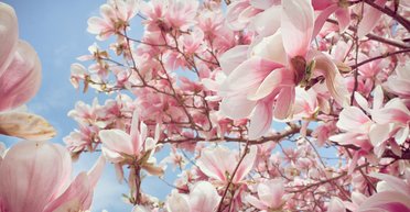 План Б. Почему власти предпочтут выборы реформам