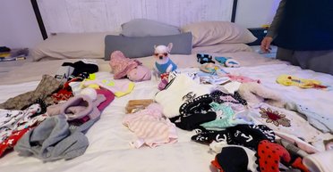 "Сама выбирает, что надеть": самая маленькая собака в мире приняла участие в модной фотосессии (фото, видео)