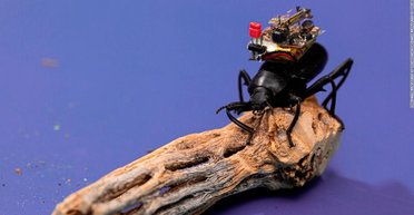 Ученые создали видеокамеру, которая помещается на спине у жука