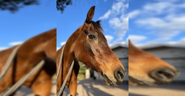 Виновато новое лекарство: самая старая лошадь в мире неожиданно умерла, сколько ей было лет