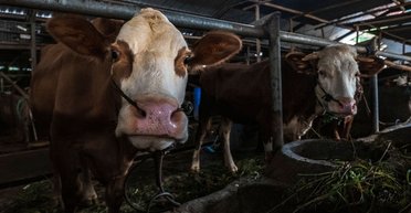 Ящур у животных в Европе: Венгрия заявляет о биологической атаке