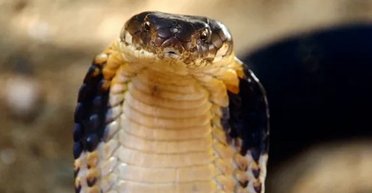 Вбиває людину за 15 хвилин: 188-річну таємницю королівської кобри нарешті розкрито (фото)