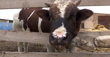 Фронтовые животные-тиктокеры — бык Мартын и свинья Машка собрали деньги на дроны для ВСУ (видео)