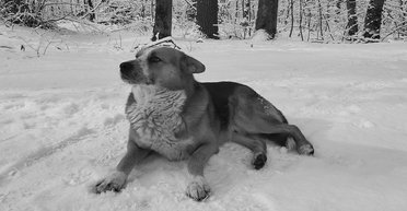 В Полтаве умер пес Дендрик, которого подстрелили, а потом отдали в семью (видео)