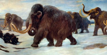 "Люди тоже сыграли роль": ученые рассказали, почему на самом деле вымерли мамонты
