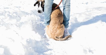 Способны "заменить" жену: топ самых преданных пород собак