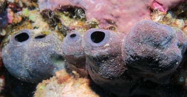 Выяснилось, что редкое морское существо выживает за счет токсичного металла: почему это важно