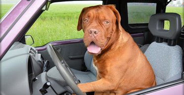 Що і слід було довести: вчені зробили важливе відкриття в поведінці собак (фото)