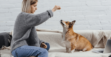 Проблемные, энергичные и очень шумные: эксперт поделился, какую собаку никогда бы не завел дома