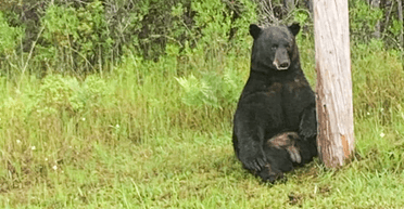 "Не в настрої": поліція забороняє робити селфі із сумним чорним ведмедем (фото)