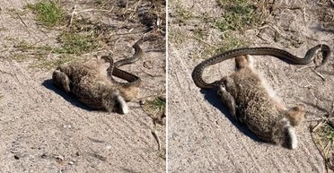 Найголодніша гадюка у світі хотіла з'їсти зайця: він був у 10 разів більшим за саму змію (відео)