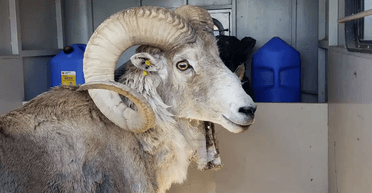 "Що я накоїв": чоловіка заарештували за клонування вівці та її розведення (відео)