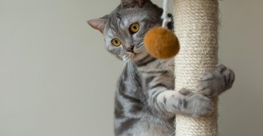 Вибираємо дряпку для кішки: на що варто звернути увагу насамперед