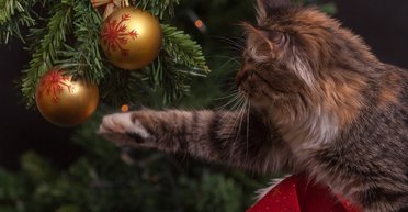 Бессмысленно и беспощадно. Старый Новый год и другие странные праздники