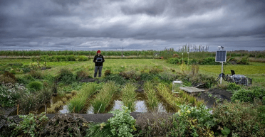 Фермеры собрали огромный урожай риса в неожиданном месте: как это у них получилось (фото)