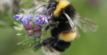 Шмели так хотели сладкого, что выучили простейшую азбуку Морзе: никто не ожидал от них такого