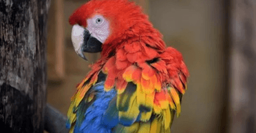 "Папуга-екстрасенс" передбачив усі результати збірної Англії на ЧС з футболу (фото)