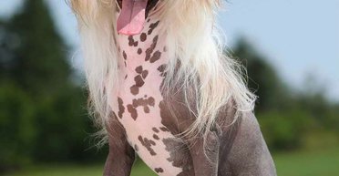 Лысина — это удобно и красиво: топ самых красивых голых пород собак (фото)