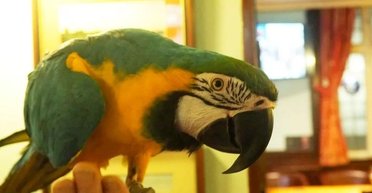 "Нецензурный попугай" постоянно оскорбляет посетителей отеля, но им это нравится