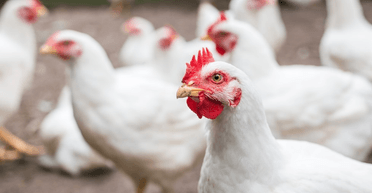 Вивозили фурами: злодії вкрали 133 тонни курятини, щоб купити ноутбуки та телевізори (фото)