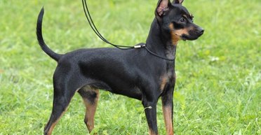 Пражские крысарики. Почему на киевском Майдане крысы начали теснить людей