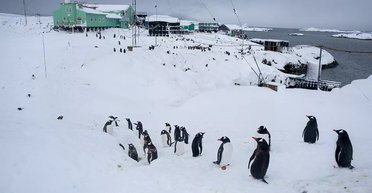 Только одна такая семья на острове: полярники показали редкое семейство пингвинов (фото)