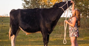 Самый высокий в мире бык — самый нежный "великан" и любимец людей (фото, видео)