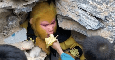 Незвичайна робота: компанія шукає "короля мавп", пропонують $842 зарплати і теплу печеру