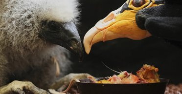 Працівники зоопарку використали ляльку, щоб вигодувати дитинча грифа (фото)