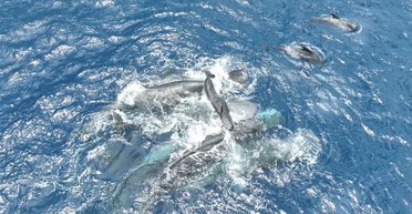 Кілька годин тримали дитя на поверхні: кашалоти допомагали дитинчаті з'явитися на світ (відео)