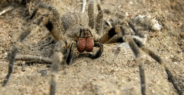 Укус викликає тривалу ерекцію: супермаркет закрили через небезпечного павука (фото)