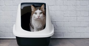 Ученые назвали основные причины, почему кошки писают мимо лотка