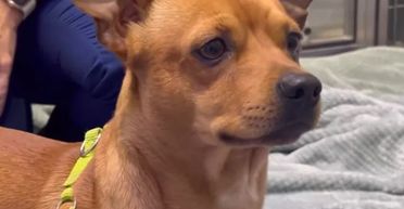 "Мені дуже шкода": на узбіччі дороги знайшли двох собак з медичними картками і запискою (фото)