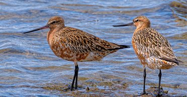Ученые назвали птицу, которая может пролетать более 11 тысяч км без отдыха (фото)