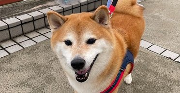 Не пережил операцию: умер пес Чимс породы сиба-ину — звезда популярного мема