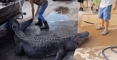 В США охотники убили 400-килограммового аллигатора: чуть не побил мировой рекорд по весу