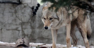 Потеряли страх перед людьми: в Хмельницкой области волки начали заходить в села