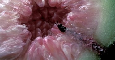 В каждом плоде инжира лежит мертвая оса: ученые рассказали, так ли это на самом деле