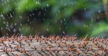 Люди залишають домівки: у Європі борються з навалою агресивних "супермурах" (відео)