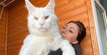 Може сам відчинити двері: "найбільший кіт" у світі став ще більшим (відео)