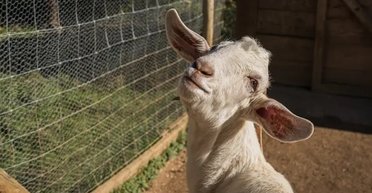 Прихисти козу: мер італійського острова придумав, куди подіти здичавілих тварин