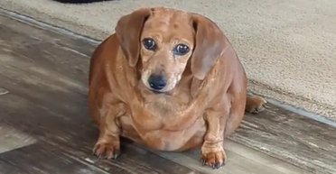 Важила 25 кг: таксу із зайвою вагою врятували від ожиріння і повернули до життя (відео)