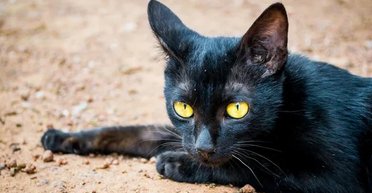 Без цього не вижити: чому у кішок у вухах дуже мало шерсті (фото)