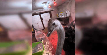 На Киевщине держат в гараже страуса: полиция начала проверку, владелец отреагировал (видео)