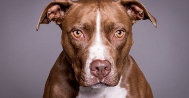 Питбуль подстрелил хозяина, когда тот был в постели с девушкой