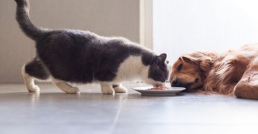 Пенсіонерка залишила близько 60 млн гривень домашнім улюбленцям замість дітей (фото)