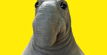 Тайна Ждуна. Почему милый наивный Ждун на самом деле не так прост, как кажется