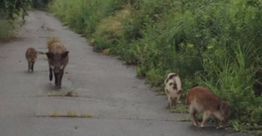 Зону вокруг Фукусимы захватывают радиоактивные гибриды: теперь мы знаем, почему они процветают